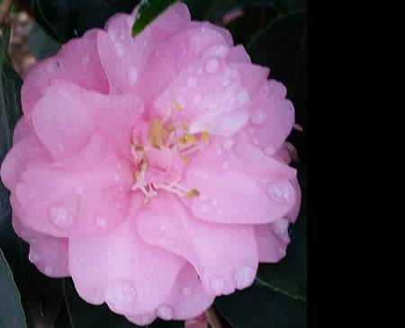 Camellia Japonica Spring Festival - Spring Flowering Trees UK