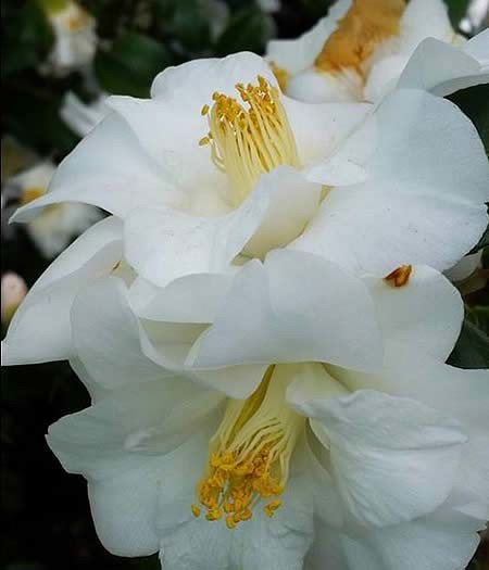 Camellias for Sale - Camellia Japonica Triphosa 