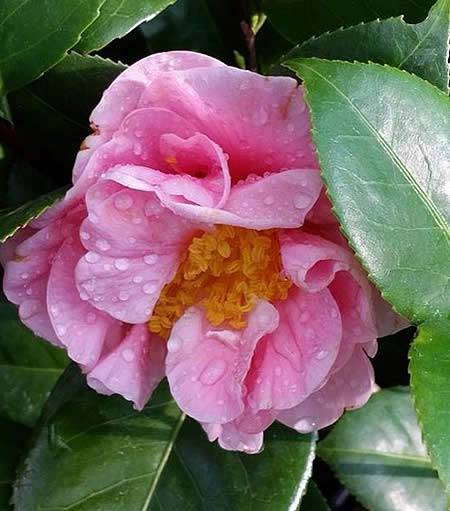 Camellias for Sale - Camellia Reticulata California