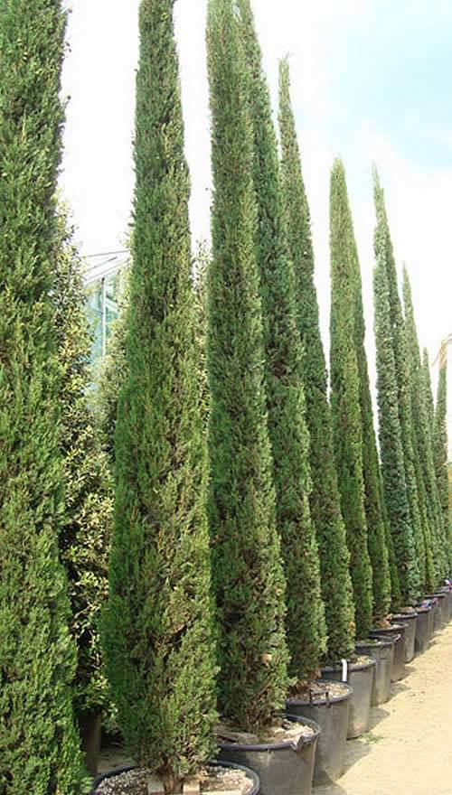 Pencil-slim Italian Cypress Trees – a very elegant member of the conifer family