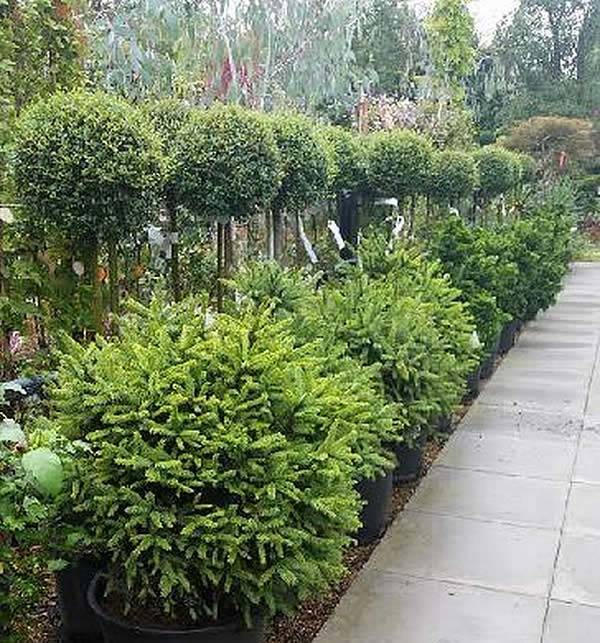 Slow growing, ornamental conifers Picea Abies Pygmaea looking most contemporary against a backdrop of topiary lollipops