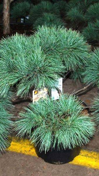 Our Topiary Pine Trees - Pinus Strobus Blue Shag