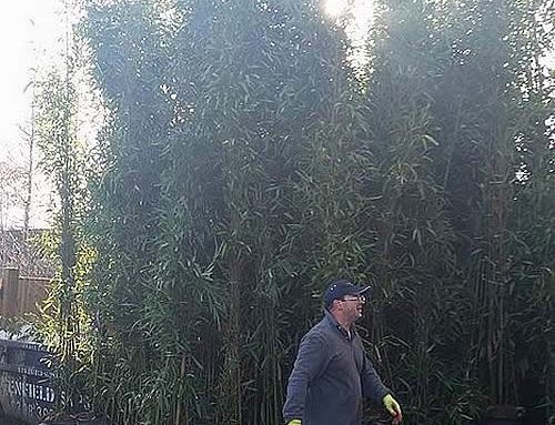 Ultimate Screening Bamboo – Semiarundinaria Fastuosa Bamboo, 4 Metres tall!
