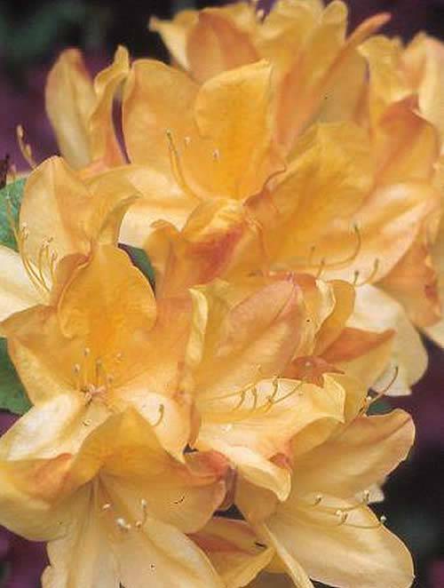 Knaphill Azalea Golden Sunset - deciduous azaleas uk