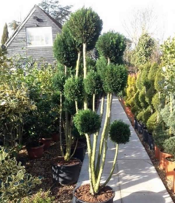 Topiary Pine Trees - multi-stem Pom Poms 