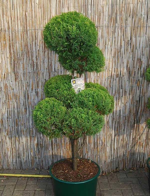 Japanese False Cypress Topiary Pine Tree