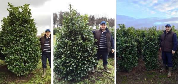 Cherry Laurel Etna Hedging
