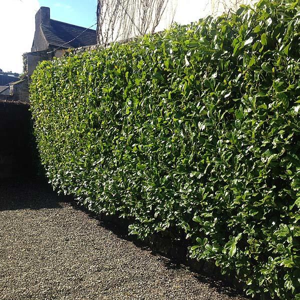 Cherry Laurel Hedging