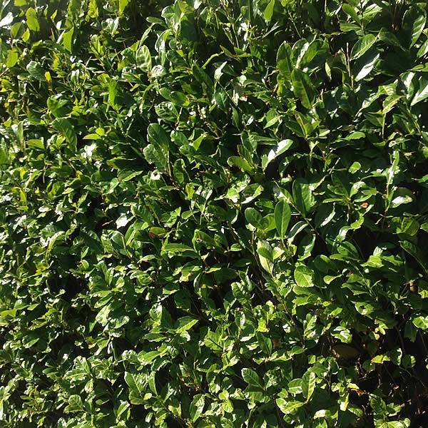 Cherry Laurel Hedge