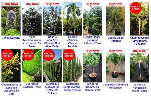 Paramount Plants - eclectic collection of conifer trees for sale