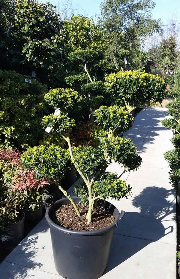 Ilex Crenata Pom Pom topiary trees in ‘garden bonsai’ size.