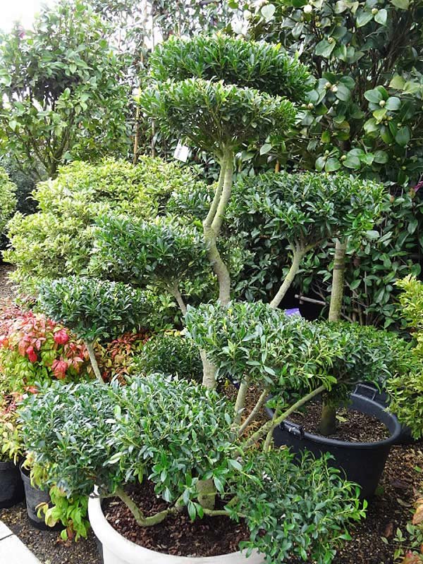 Ilex Crenata Pom Pom trees 