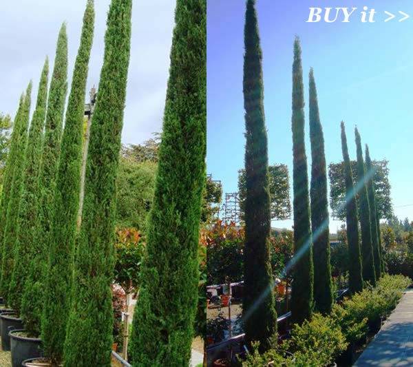 Cupressus Sempervirens |Tuscan Cypress Trees - special offers buy online UK