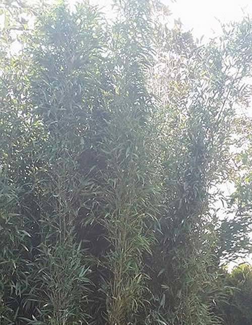 Buy 10 4x Metre tall Bamboo Plants for £1,450 (save 25%!)