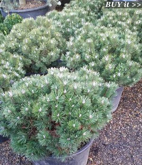 Dwarf Pine | Pinus Mugo Humpy Dwarf Pine to buy online UK