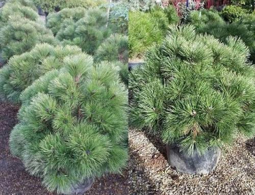 Our New Collection of Conifers