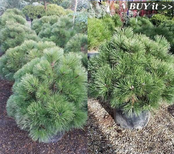 Dwarf Pine trees for sale online - UK delivery
