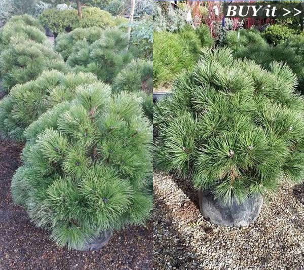 Dwarf Pine trees for sale online - UK delivery