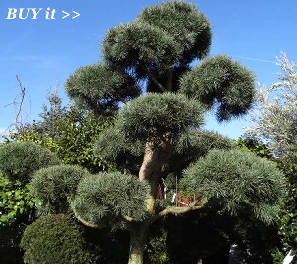 Pinus Sylvestris Cloud Pom Pom Tree - very mature specimen tree buy online UK