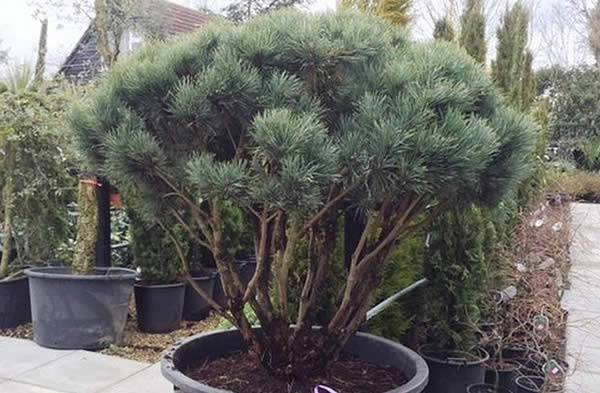 Scots Pine - Topiary Pine Tree
