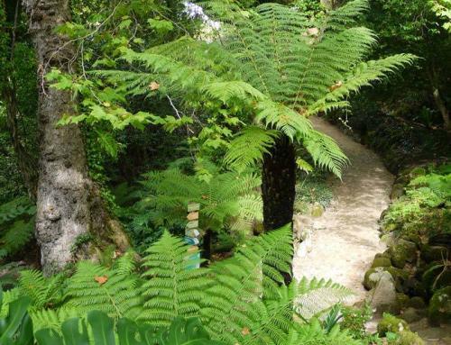 Garden Architecture – Dicksonia Antarctica Tree Ferns