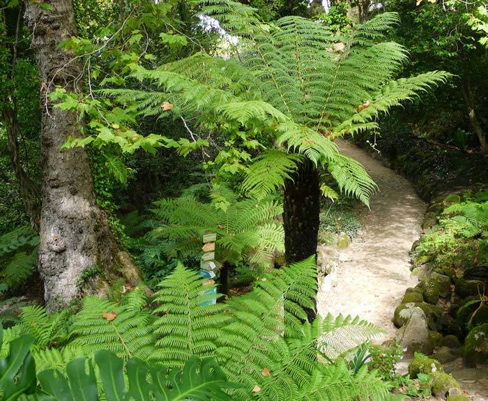 Garden Architecture – Dicksonia Antarctica Tree Ferns