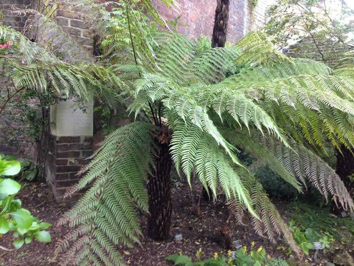 Dicksonia Antarctica – spotted at the Chelsea Physic Garden, London