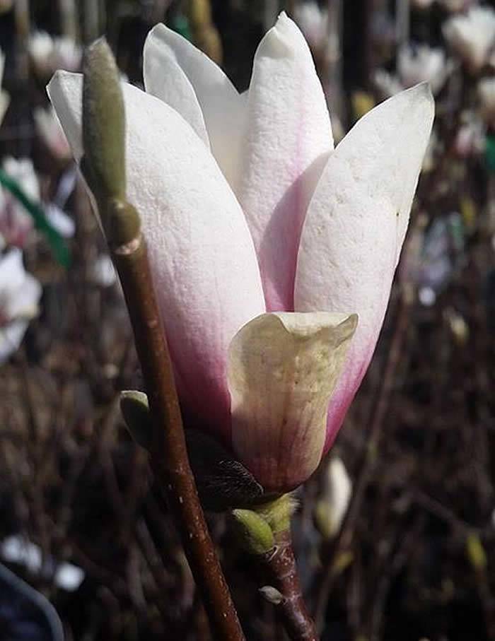 Magnolia Trees for Sale – Magnolia Soulangeana Superba