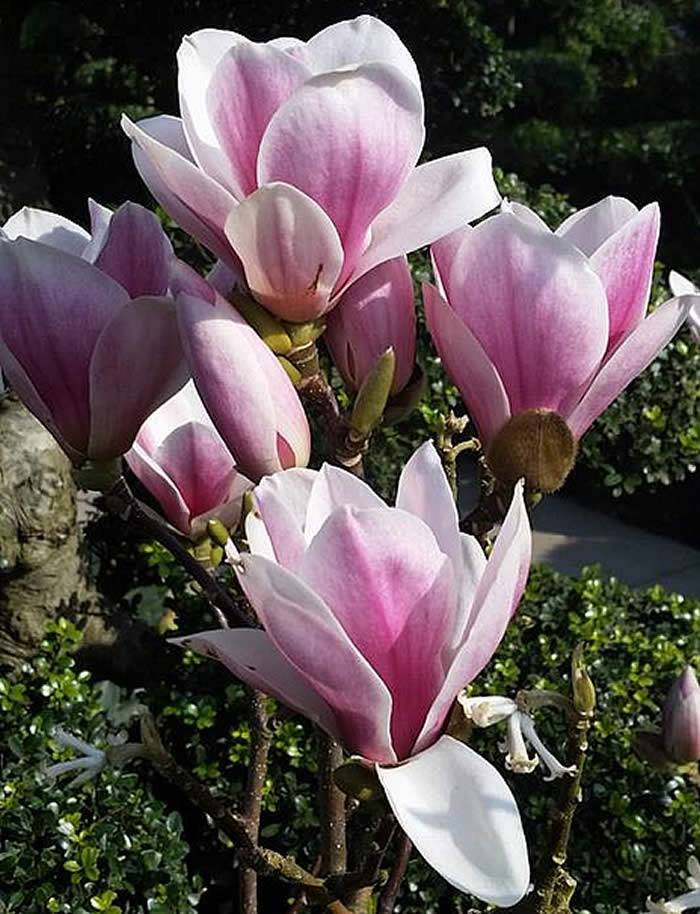 Magnolia Trees for Sale – Magnolia Soulangeana Satisfaction