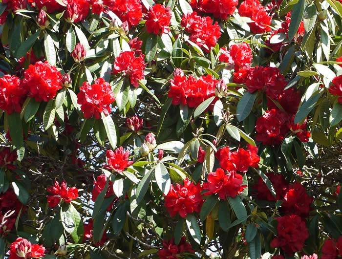 Rhododendron in flower – close up