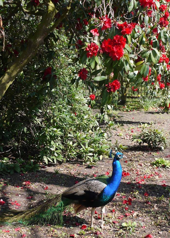 Male Peacock enjoys the shade under a flowering Rhododendron tree in Holland Park