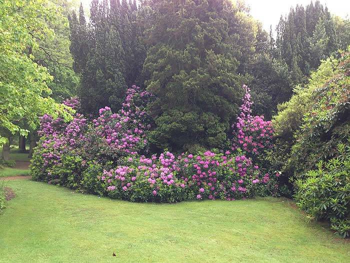 Mature Rhododendron Trees in a woodland garden setting