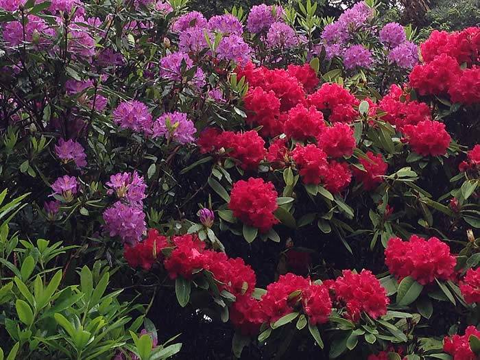 Rhododendrons looking spectacular planted in a mixed border setting