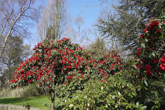 Rhododendron Trees in flower in a woodland garden