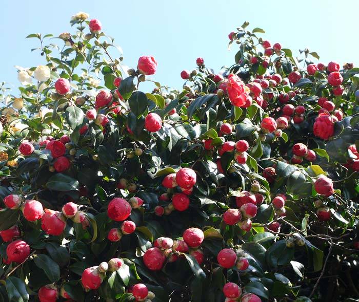 Planting Camellias - expert advice
