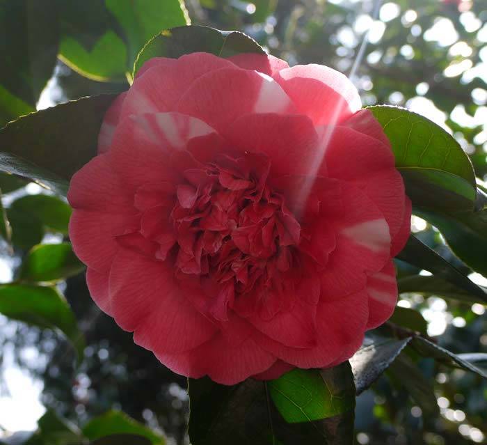 Planting Camellias. Caring For Camellias Expert Advice