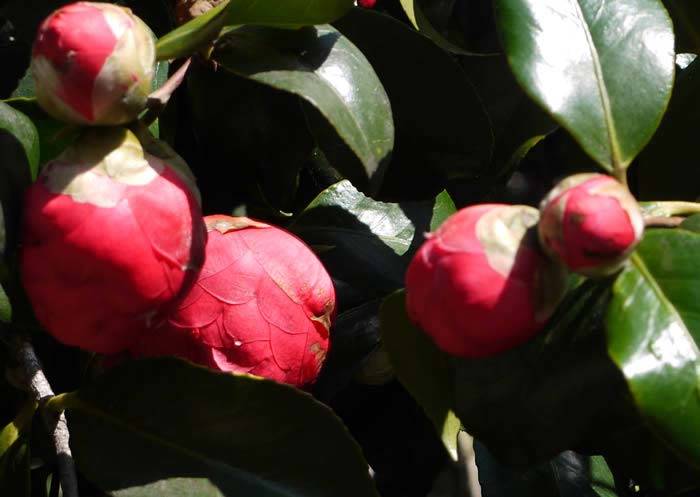 Camellia Buds | Ensure Camellias are well fed during flowering time buy online UK