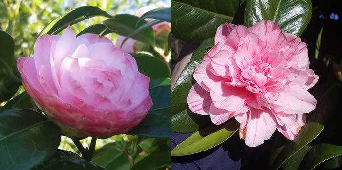 Camellias For Sale Online At Our London Plant Centre