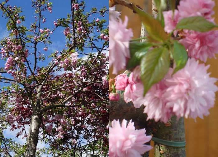 Weeping Cherry Trees For Sale Online Uk