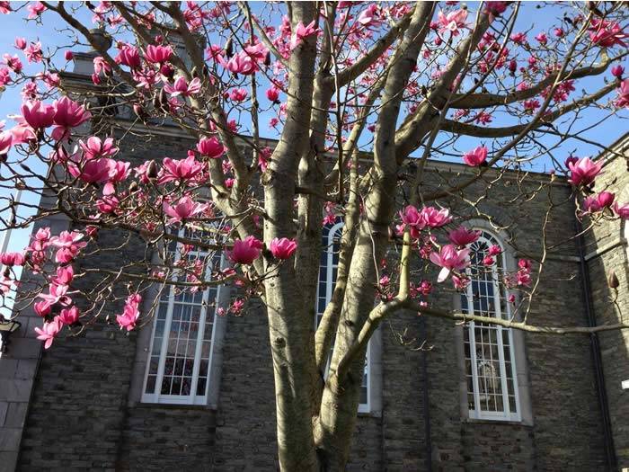 Magnolia Trees for Sale