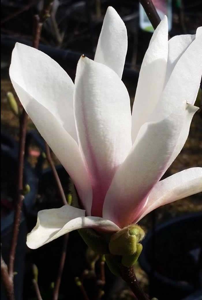 Magnolia Trees for Sale – Magnolia Soulangeana