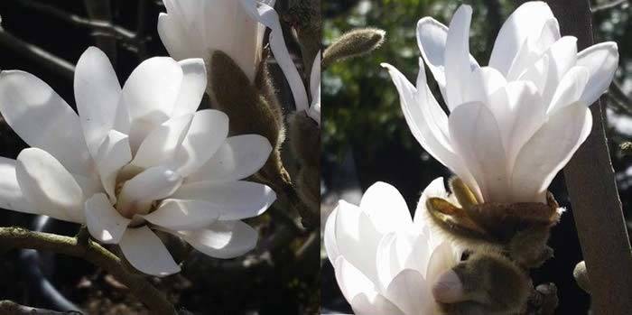Magnolias For Sale Online UK