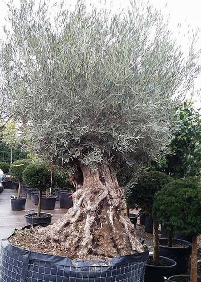 Ancient Olive Trees over 2 metres tall for Sale UK 