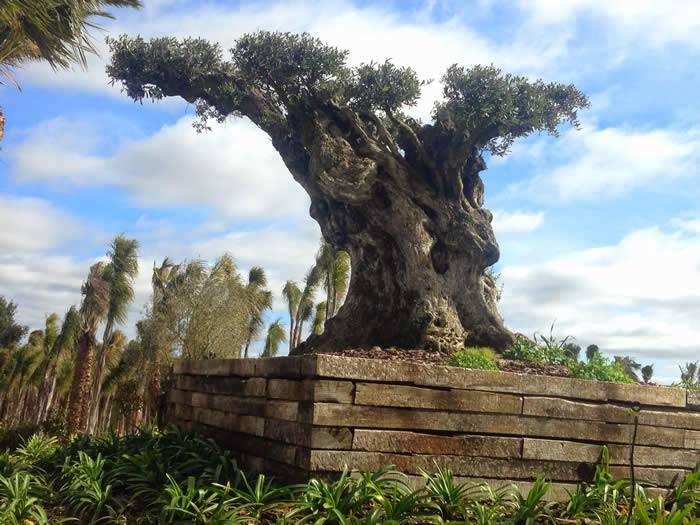 Mature Olive Trees for Sale UK