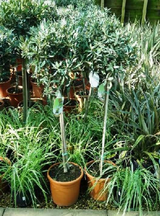 Smaller Olive Trees for Sale UK