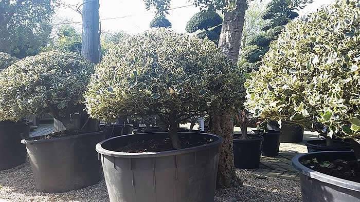 Ilex Aquifolium  Topiary Hollies - Mushroom Shaped Topiary Trees