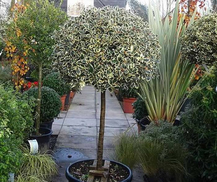 llex Aquifolium Argentea Marginata ¾ standard holly topiary tree 