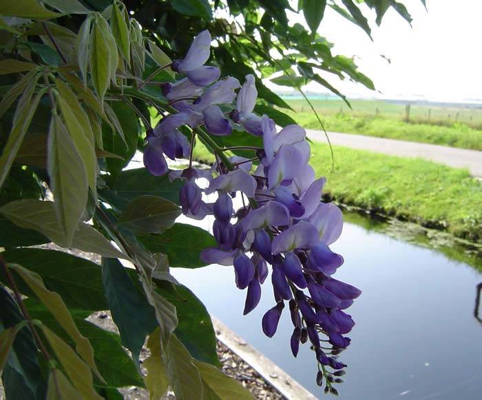 Mature Large Wisteria Plants for Sale UK - Wisteria Prolific