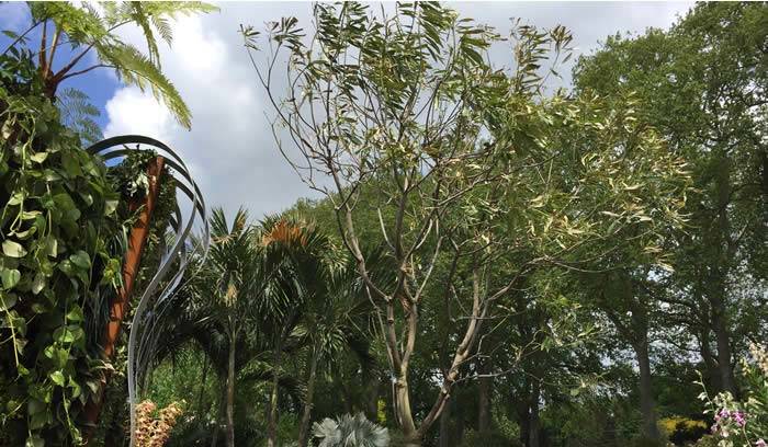 Singapore Garden Chelsea 2015 – the ‘unwanted’ Cerbera Tree finds a welcome refuge