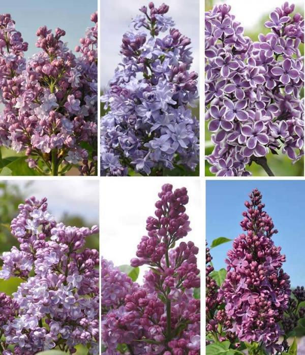 Lilac Trees for Sale UK. Syringa Vulgaris. Common Lilac